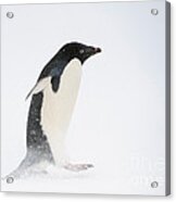 Adelie Penguin #3 Acrylic Print