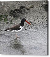 American Oyster Catcher  #3 Acrylic Print