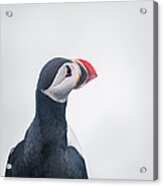 Atlantic Puffin Fratercula Arctica #3 Acrylic Print