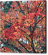 Autumn Leaves #3 Acrylic Print