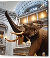 Bull Elephant In Natural History Rotunda #3 Acrylic Print