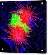 Cancer Cell Division #3 Acrylic Print