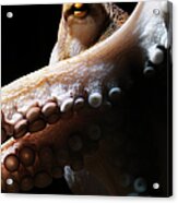 Common Octopus, Octopus Vulgaris #3 Acrylic Print