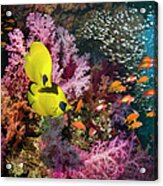 Coral Reef With Fish #3 Acrylic Print