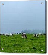 Cows In The Field Acrylic Print