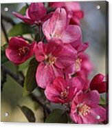 Crabapple Blossoms Acrylic Print