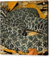 Dusky Pigmy Rattlesnake #3 Acrylic Print