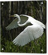 Egret #3 Acrylic Print