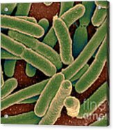 Escherichia Coli Bacteria, Sem #3 Acrylic Print