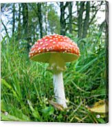 Fly Agaric Mushroom (amanita Muscaria) #3 Acrylic Print