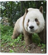 Giant Panda Brown Morph China #3 Acrylic Print