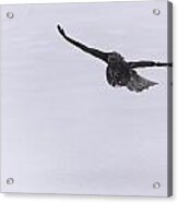 Great Grey Owl In Flight #3 Acrylic Print