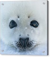 Harp Seal Pup On Ice, Iles De La #3 Acrylic Print