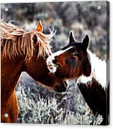 Horse Play #1 Acrylic Print