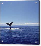 Humpback Whale Tail Lob Maui Hawaii #3 Acrylic Print