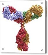 Immunoglobulin G Antibody Molecule #3 Acrylic Print