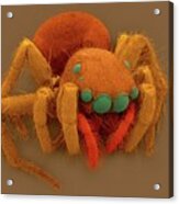 Jumping Spider (plexippus Paykulli) #3 Acrylic Print