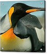 King Penguin #1 Acrylic Print