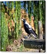 Magpie #3 Acrylic Print