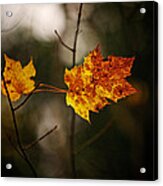Maple Leaves #3 Acrylic Print