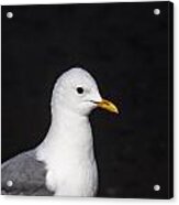 Mew Gull #3 Acrylic Print