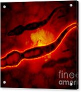 Microscopic View Of Male Sperm Cells #3 Acrylic Print