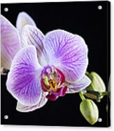 Pink Orchid Flower  #1 Acrylic Print