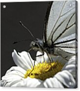 Pine White Butterfly #3 Acrylic Print