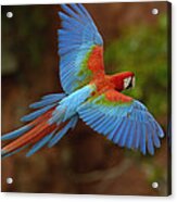 Red And Green Macaw Flying  Brazil #3 Acrylic Print