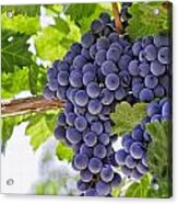 Red Wine Grapes #3 Acrylic Print