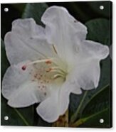 Rhododendron #3 Acrylic Print