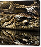 Snake #3 Acrylic Print