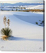 Soaptree Yucca In Gypsum Sand White Acrylic Print