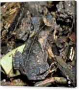 South American Common Toad #3 Acrylic Print
