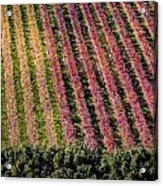 Vineyard #3 Acrylic Print