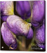 Purple Wolf's Bane Flower Buds Closeup Acrylic Print