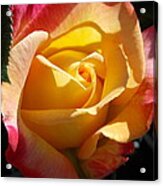 Yellow Rose #2 Acrylic Print