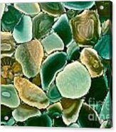 Ammonite Fossil With Green Pebbles Acrylic Print