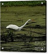 Great Egret #35 Acrylic Print