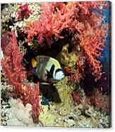 Coral Reef Scenery #37 Acrylic Print