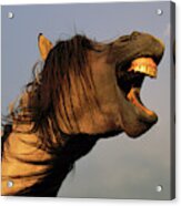 Mustang Stallion Yawning Acrylic Print