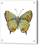 38 Hesseli Butterfly Acrylic Print