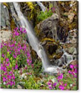 Usa, Alaska, Glacier Bay National Park #38 Acrylic Print