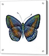 39 Mydanis Butterfly Acrylic Print