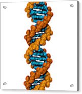 3d Dna Molecule #4 Acrylic Print