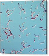 Bacilli, Lm #4 Acrylic Print