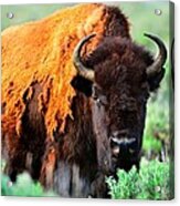 Bison #4 Acrylic Print