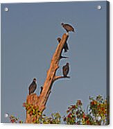 4- Black Vultures Acrylic Print