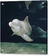 Bottlenose Dolphin  Pair Hawaii Acrylic Print