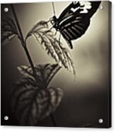 Butterfly Brown Tone #3 Acrylic Print